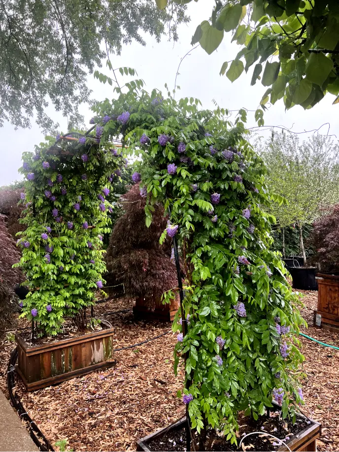 Perfect Yard Landscape project 10 — Toronto GTA