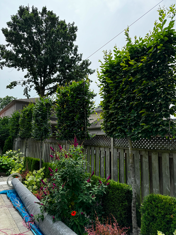 Perfect Yard Landscape project 99 — Toronto GTA